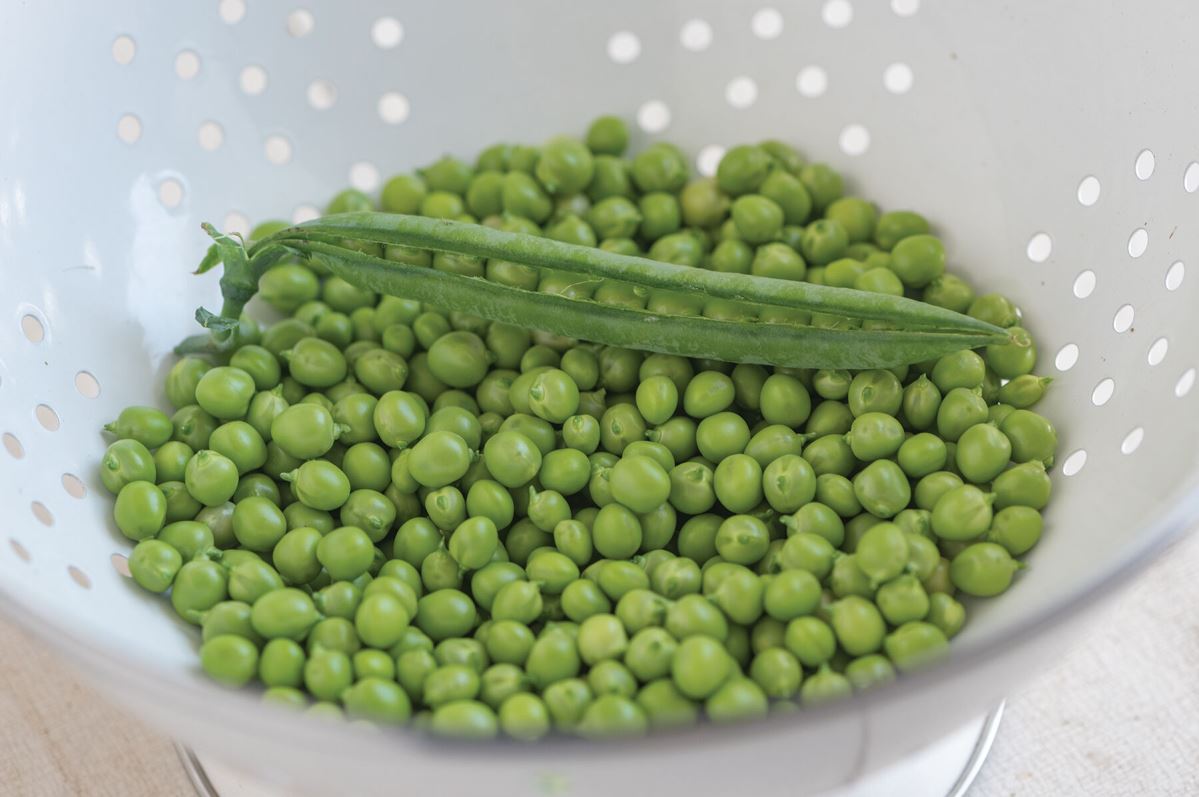 PLS 595 – Pea Seed